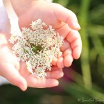 IMG_6508web